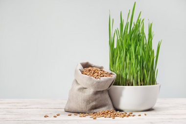 health benefits of wheatgrass