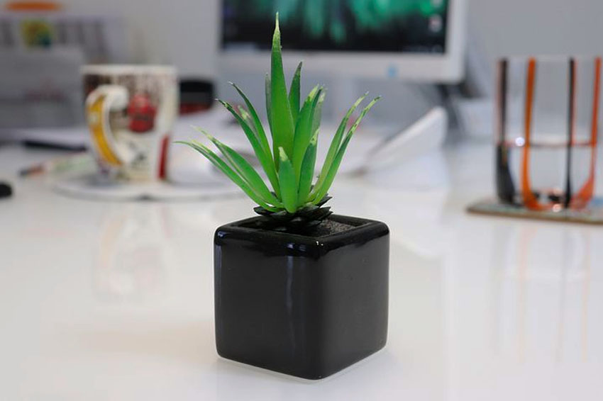 office plants for employee satisfaction