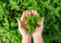 how to grow herbs at home