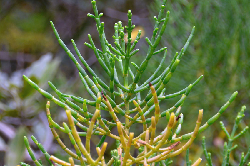 salicornia or glassworts plant