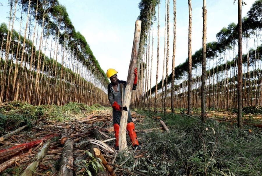 man logging the trees in a forest
