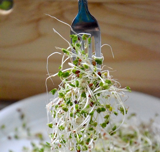What does Sprouted Broccoli look like?